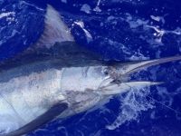 Tag and Release Marlin